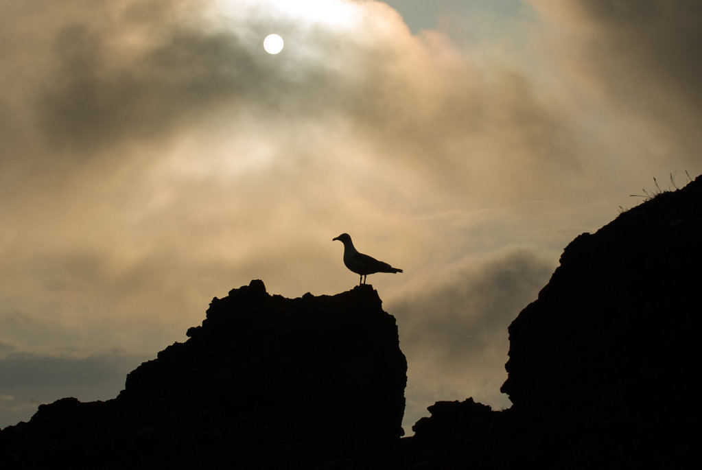 Gull against the sun at Heimaey (Vestmannaeyjar)