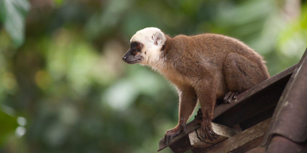 Brown Lemur at Nosy Mangabe